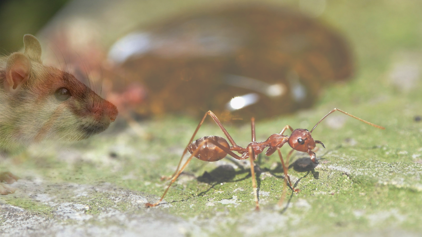 Pest Control
